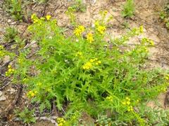 Senecio cardaminifolius