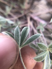 Lupinus lepidus lobbii