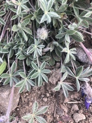 Lupinus lepidus lobbii
