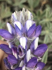 Lupinus lepidus lobbii