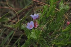 Lobostemon paniculatus