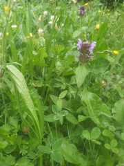 Prunella vulgaris