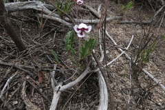 Pelargonium tricolor