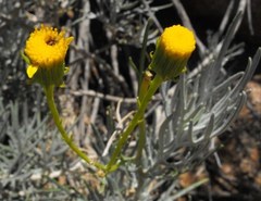 Senecio cinerascens