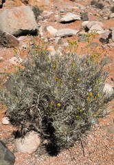 Senecio cinerascens