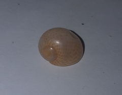 Naticarius stercusmuscarum