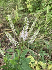 Veronicastrum virginicum