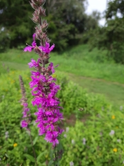 Lythrum salicaria