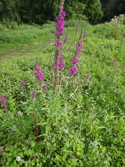 Lythrum salicaria