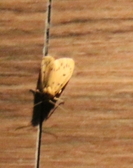 Lepidoptera