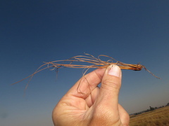 Bulbostylis oritrephes