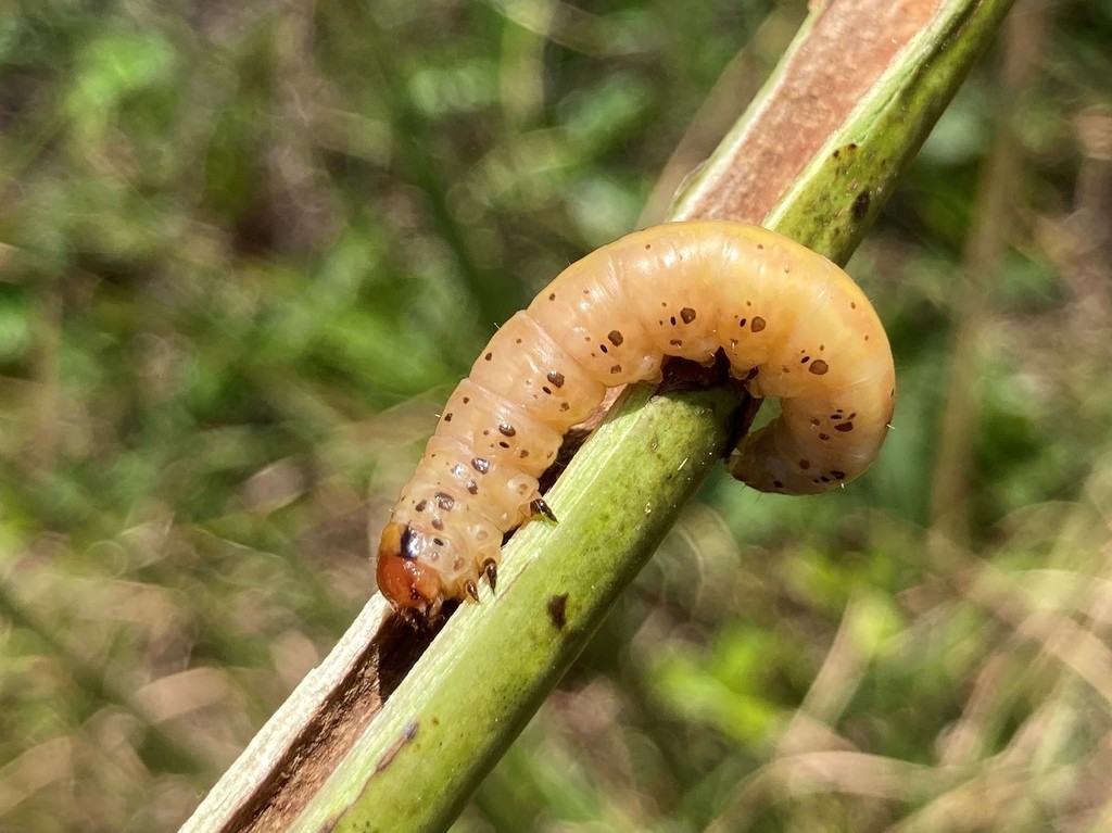 Mayapple Borer Moth