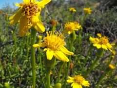 Senecio aloides