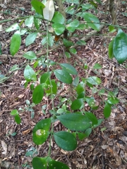 Buxus natalensis