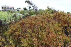 Leucadendron levisanus