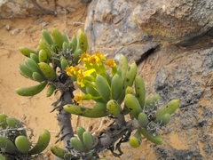 Senecio sarcoides