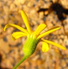 Senecio sisymbriifolius