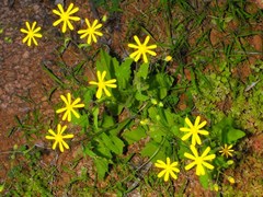 Senecio sisymbriifolius