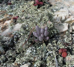 Curio crassulifolius