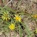 Common Vomitdaisy - Photo (c) Wynand Uys, some rights reserved (CC BY), uploaded by Wynand Uys