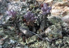 Curio crassulifolius