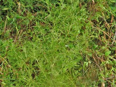 Eupatorium × pinnatifidum