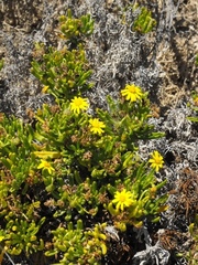 Osteospermum polycephalum