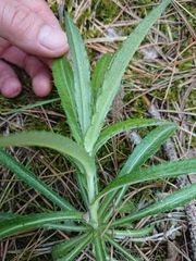 Carlina biebersteinii
