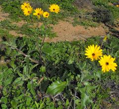 Osteospermum amplectens
