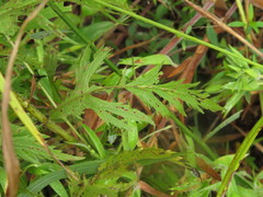 Eupatorium × pinnatifidum