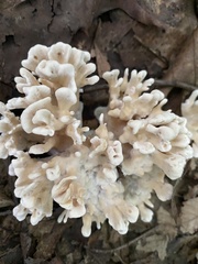 Sparassis spathulata