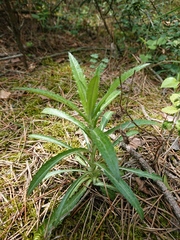 Carlina biebersteinii