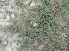 Suaeda prostrata