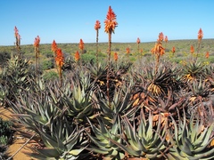 Aloe microstigma framesii