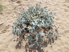 Eryngium maritimum