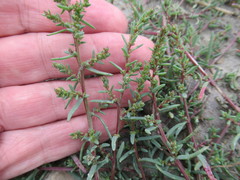 Suaeda prostrata