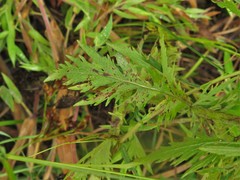 Eupatorium × pinnatifidum