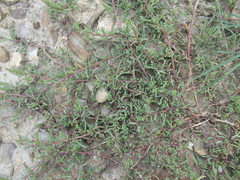Suaeda prostrata