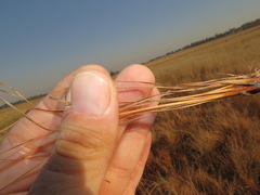 Bulbostylis oritrephes