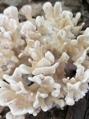 Sparassis spathulata