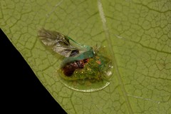 Austropsecadia chlorina