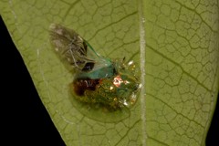 Austropsecadia chlorina