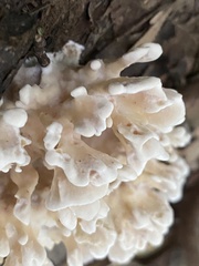 Sparassis spathulata