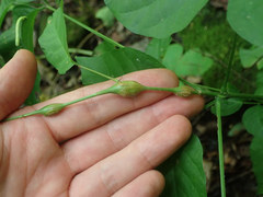Neolasioptera desmodii