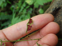 Neolasioptera desmodii