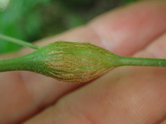 Neolasioptera desmodii