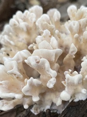 Sparassis spathulata