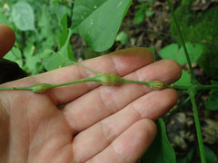 Neolasioptera desmodii