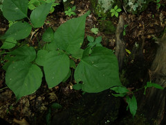 Neolasioptera desmodii