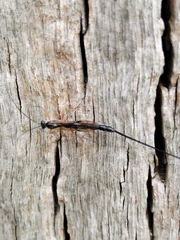 Ephialtes manifestator